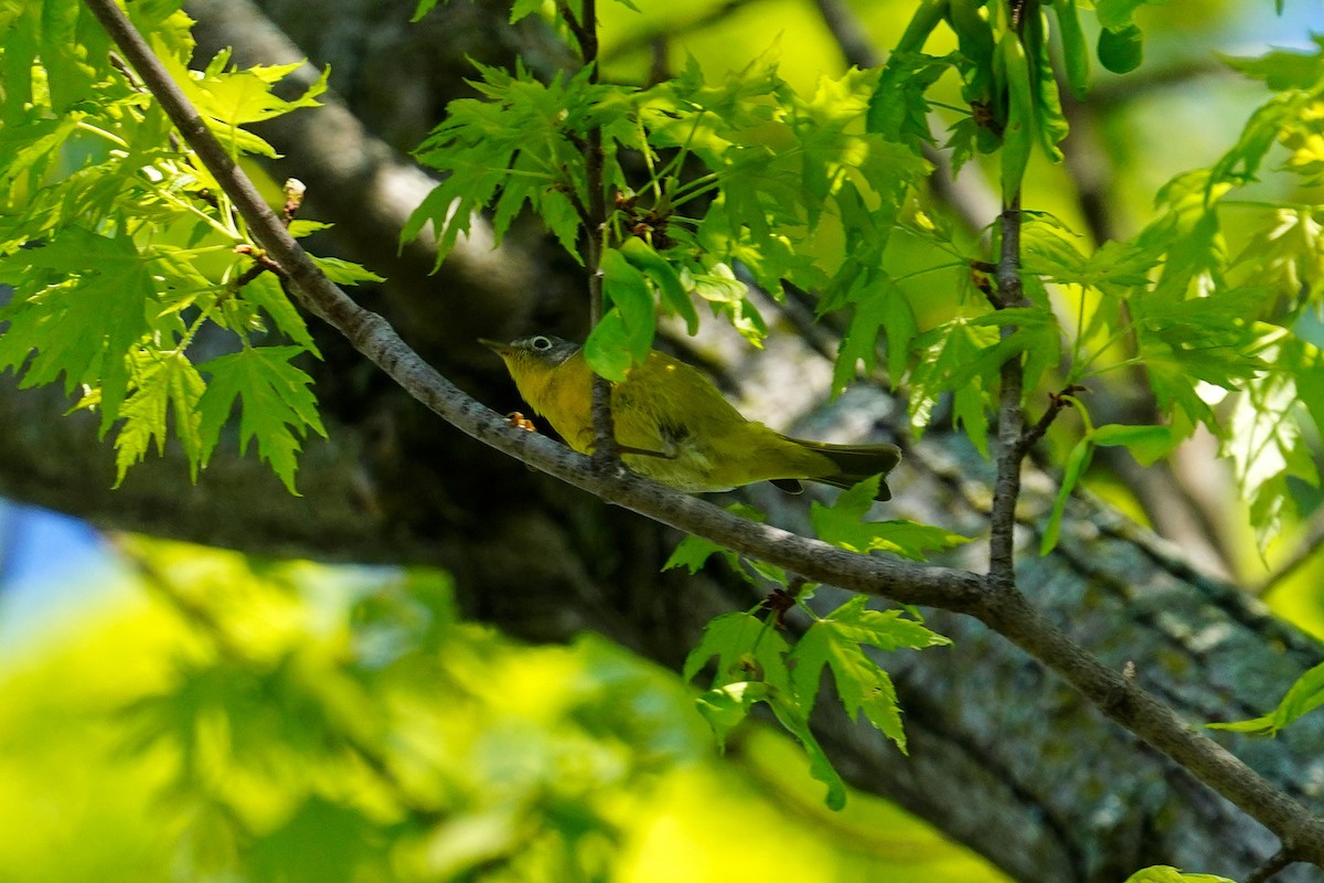 Nashville Warbler - Gary Herritz