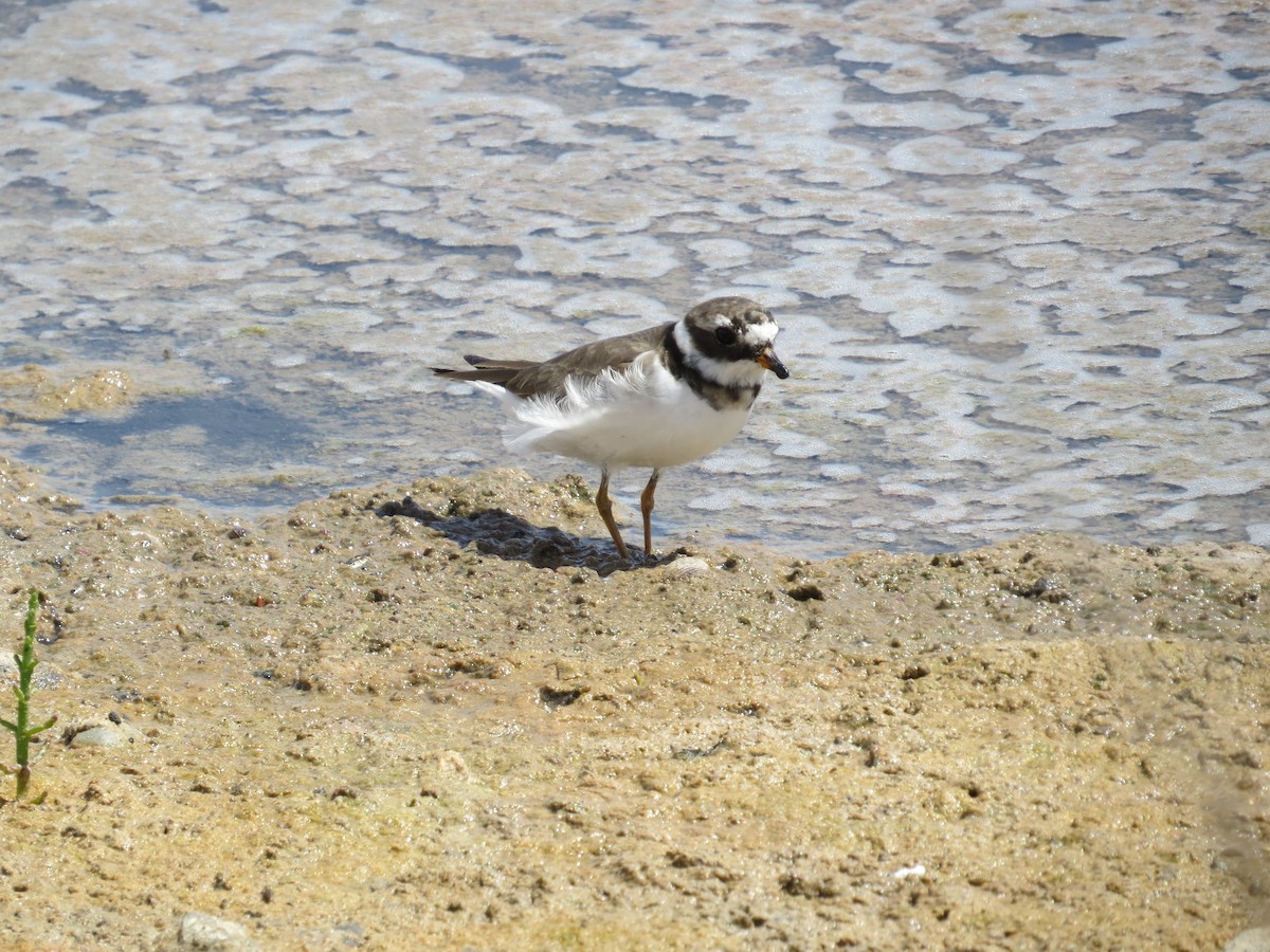 Common Ringed Plover - Karen Rusch