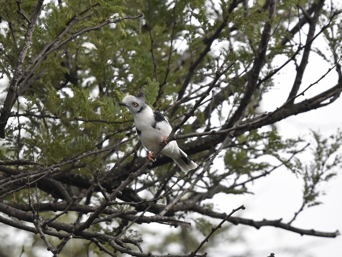 Gray-crested Helmetshrike - ML618380315