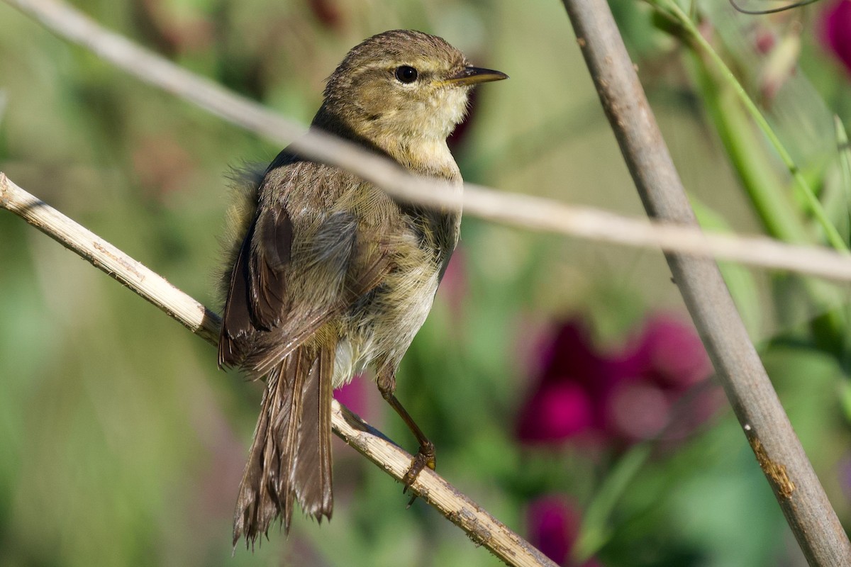 Canary Islands Chiffchaff - ML618380316