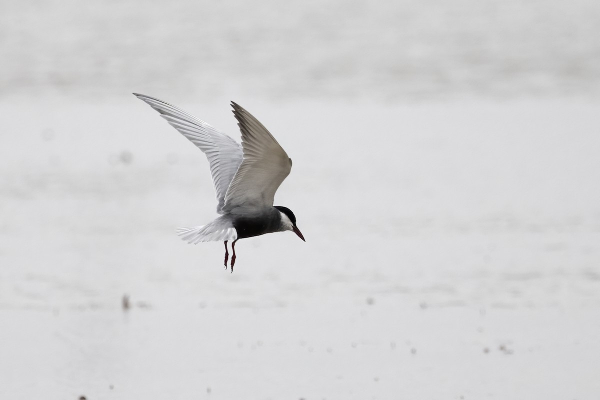 Whiskered Tern - ML618380321