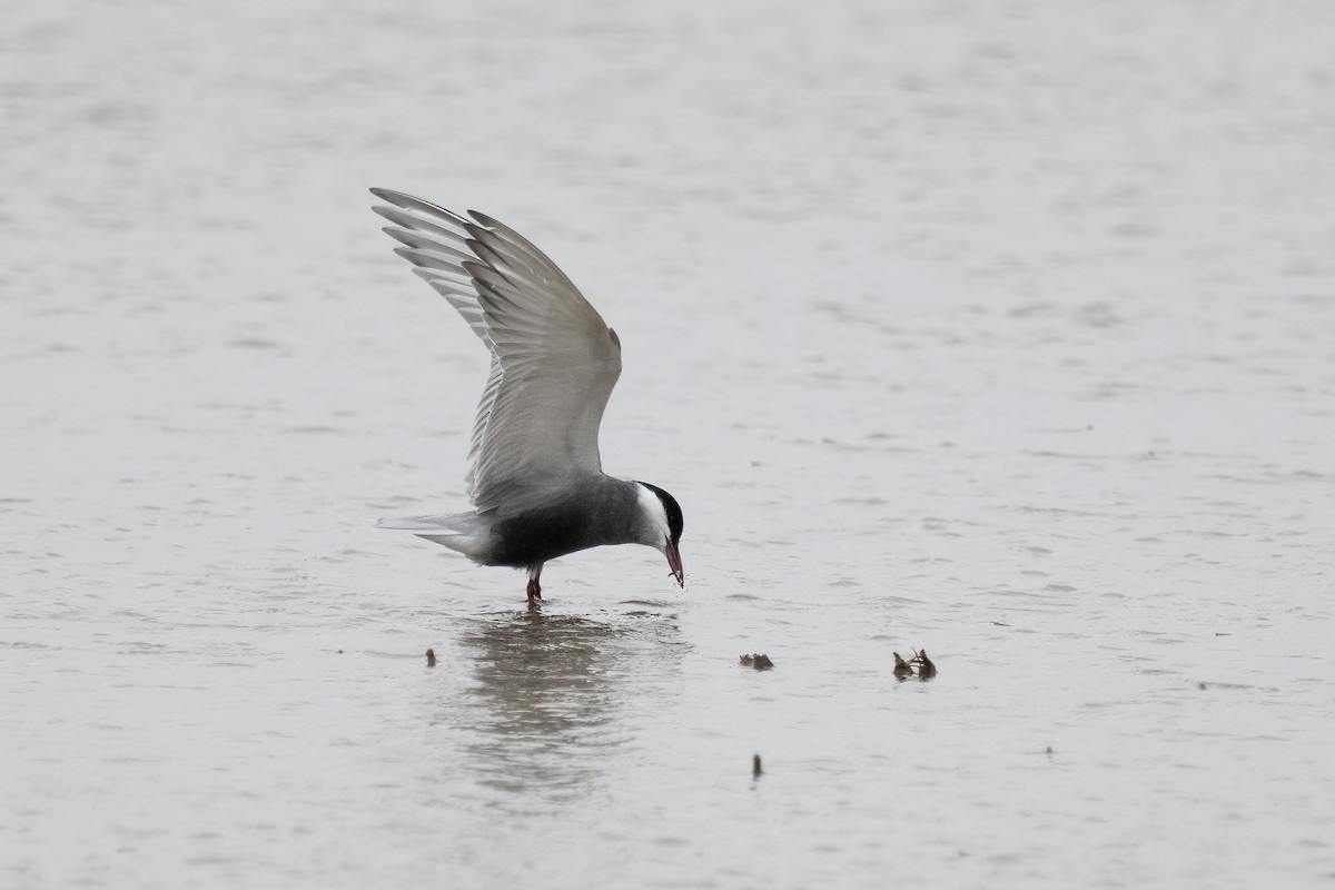 Whiskered Tern - ML618380323