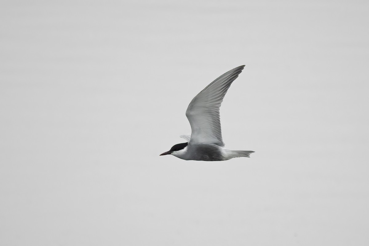 Whiskered Tern - ML618380327