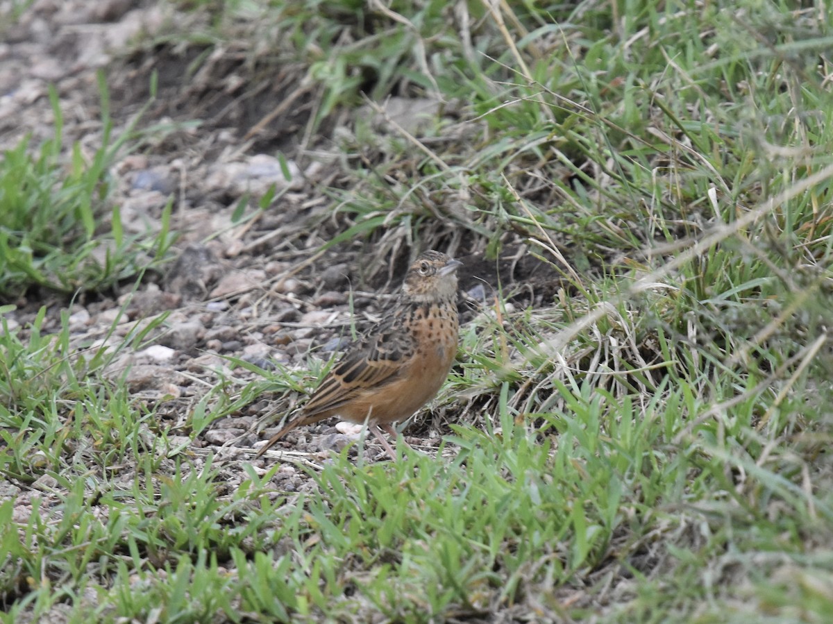 Flappet Lark - ML618380350