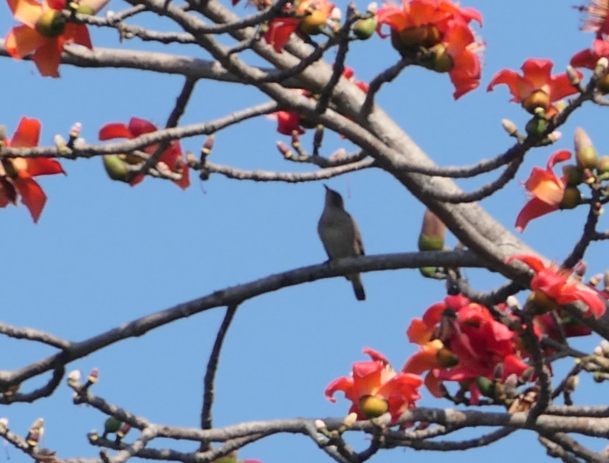 Chestnut-tailed Starling - Nancy Houlihan