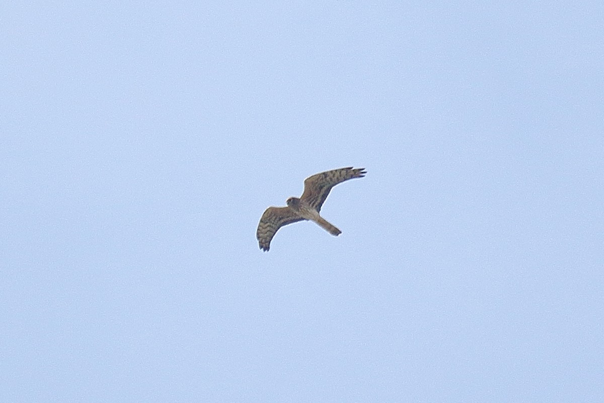 Montagu's Harrier - ML618380362