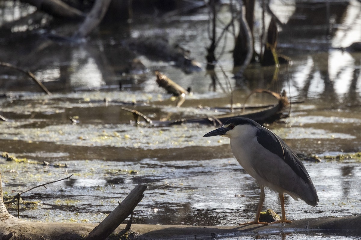 Black-crowned Night Heron - Ed kendall