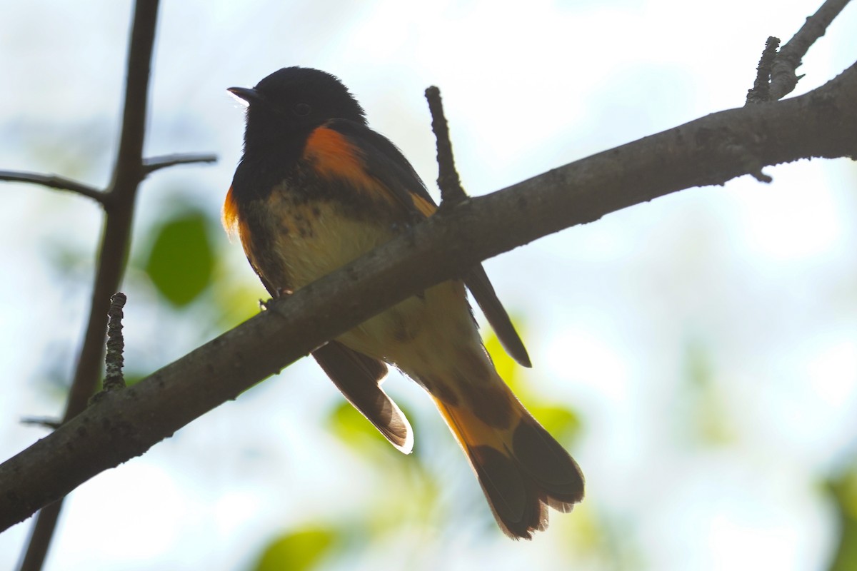 American Redstart - ML618380373