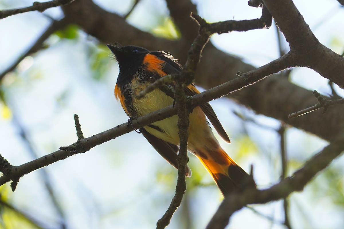 American Redstart - ML618380374