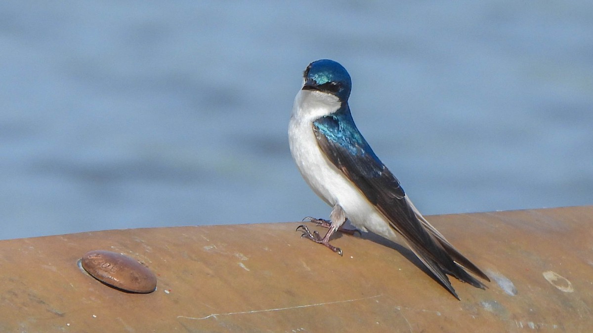 Tree Swallow - John Tomlinson