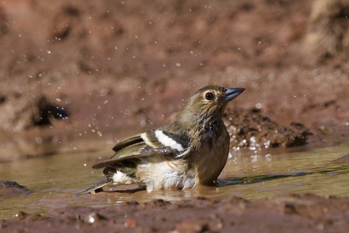 Canary Islands Chaffinch - ML618380390