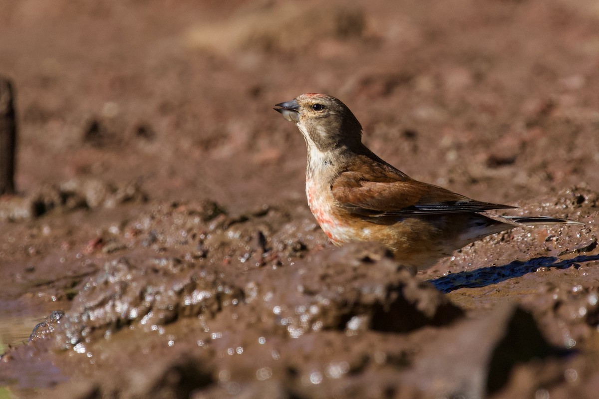 Eurasian Linnet - ML618380395