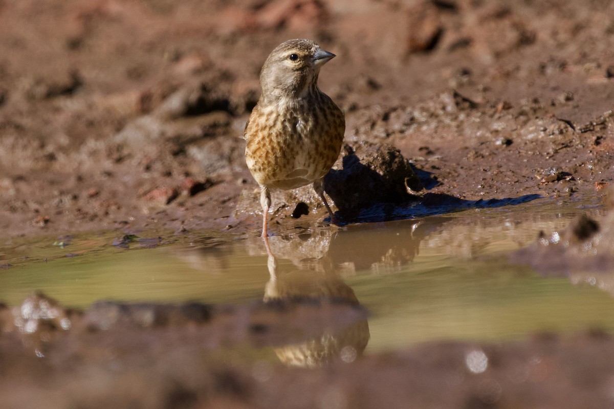 Eurasian Linnet - ML618380396