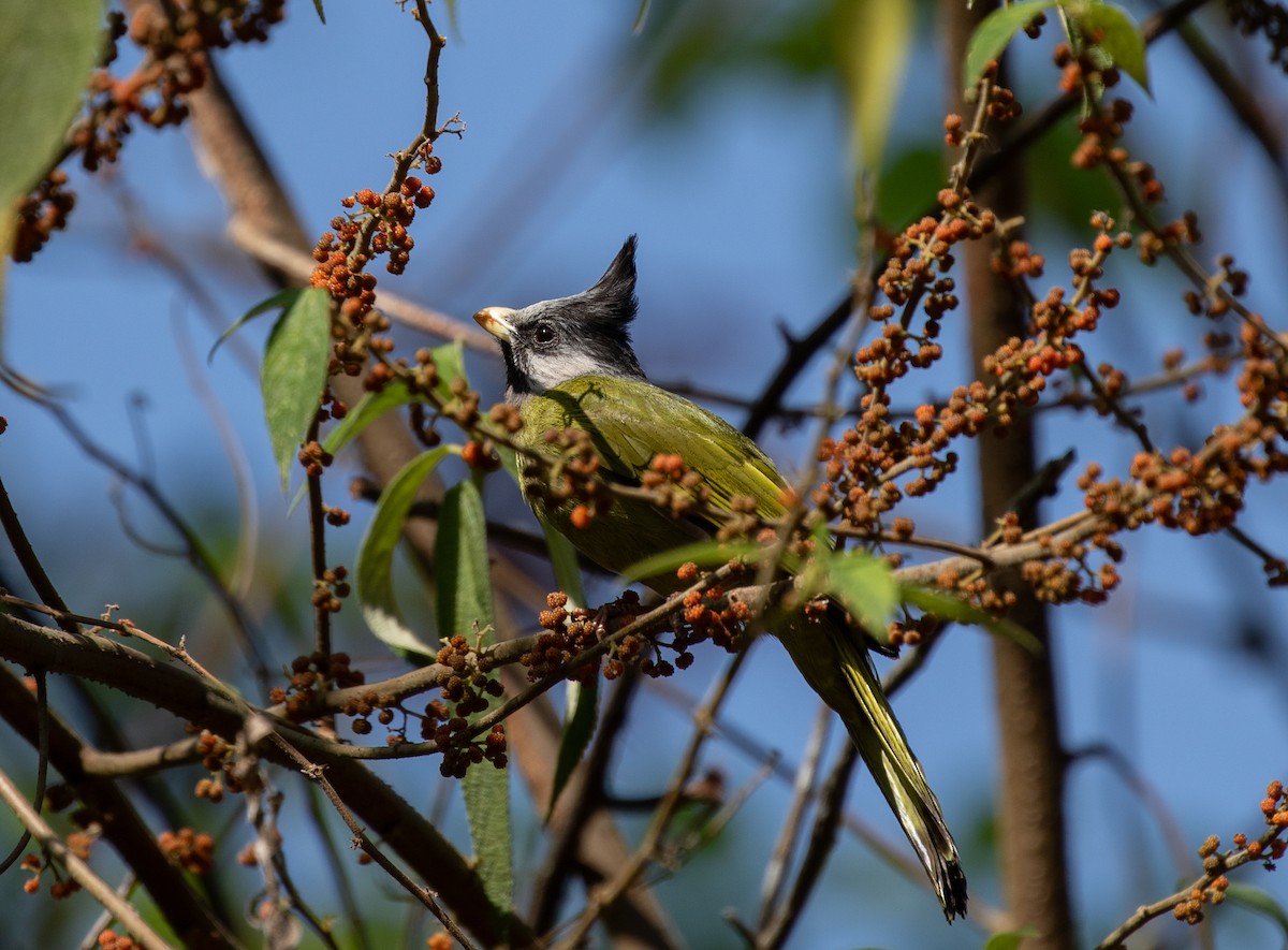 Crested Finchbill - ML618380404