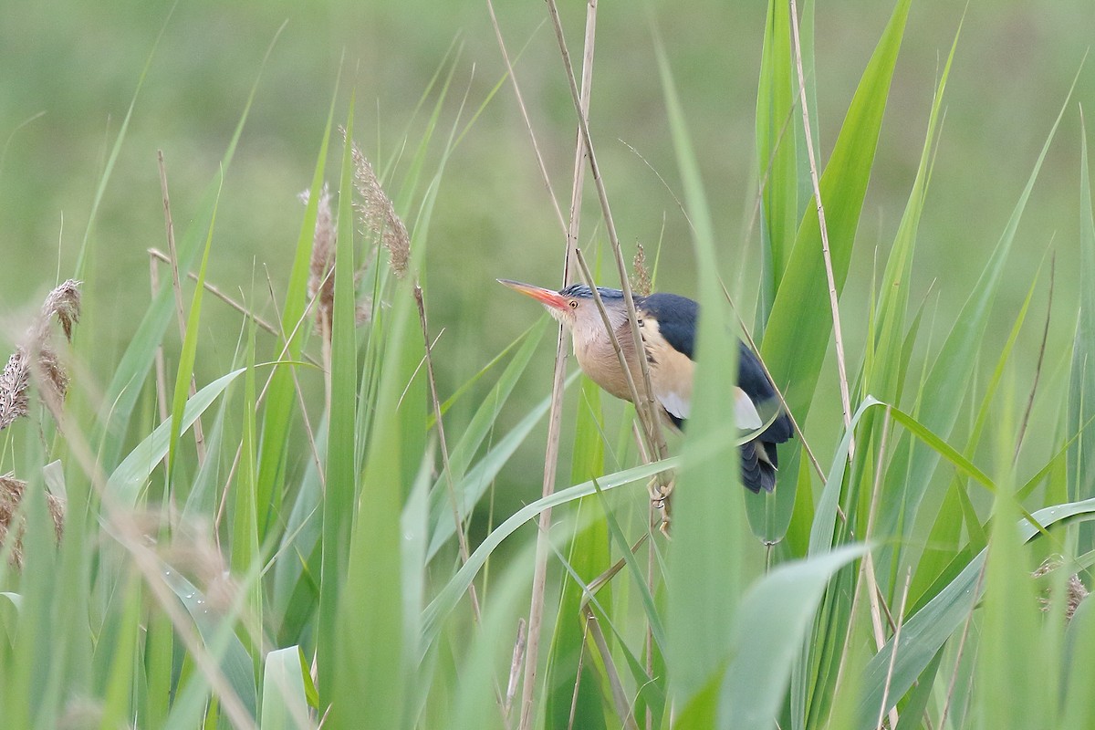 Little Bittern - Mattia Prella