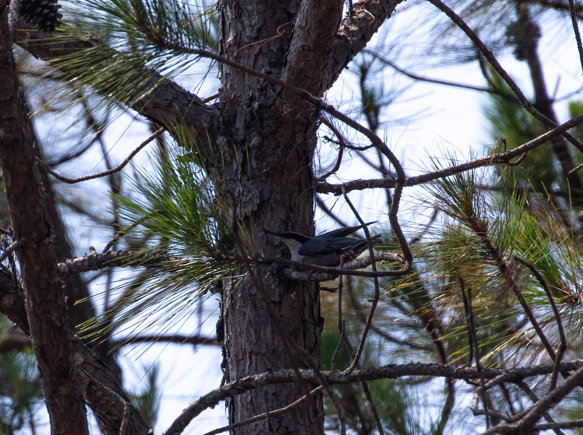 Giant Nuthatch - ML618380426