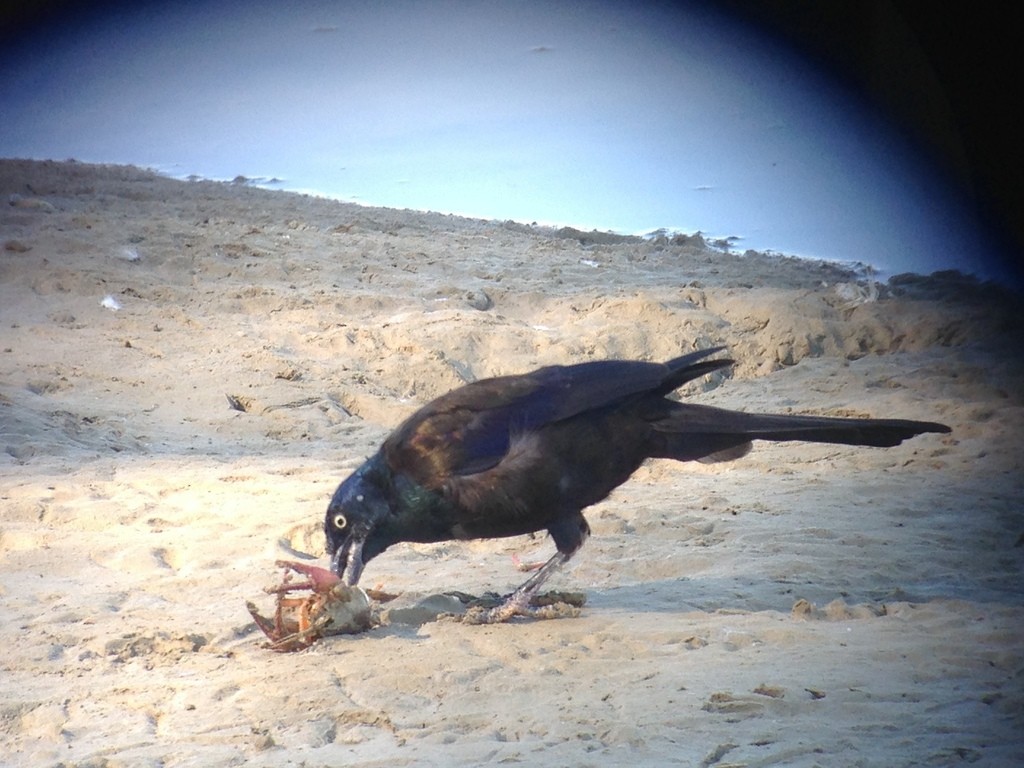 Common Grackle - Christian  Nunes