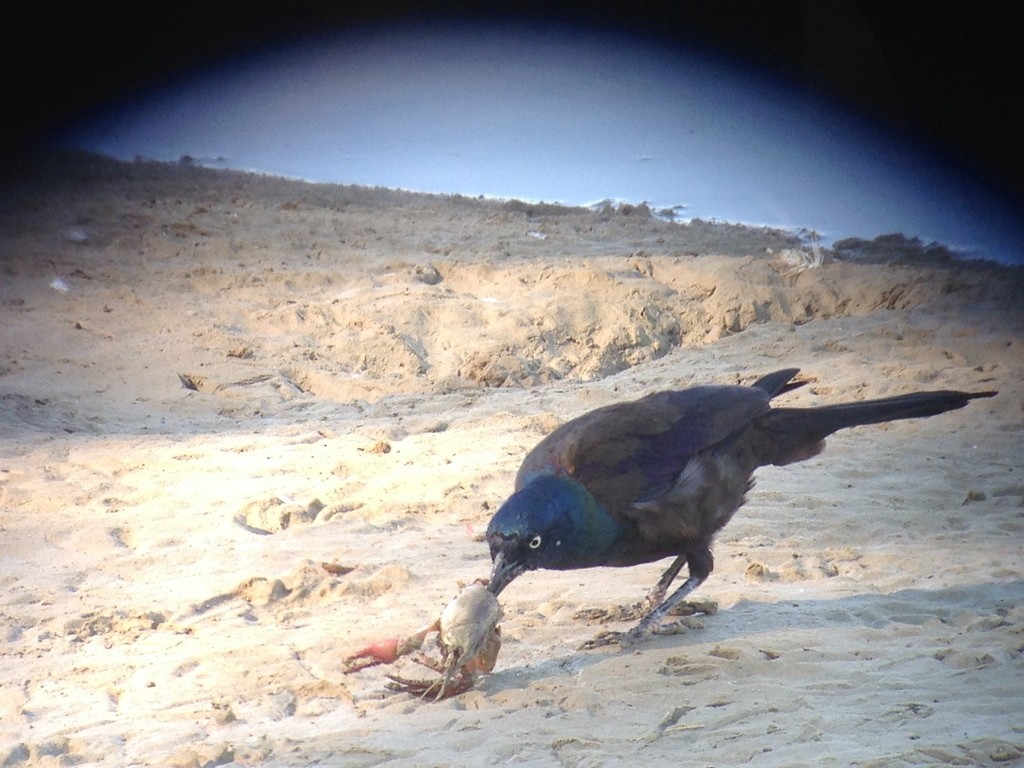 Common Grackle - ML618380430