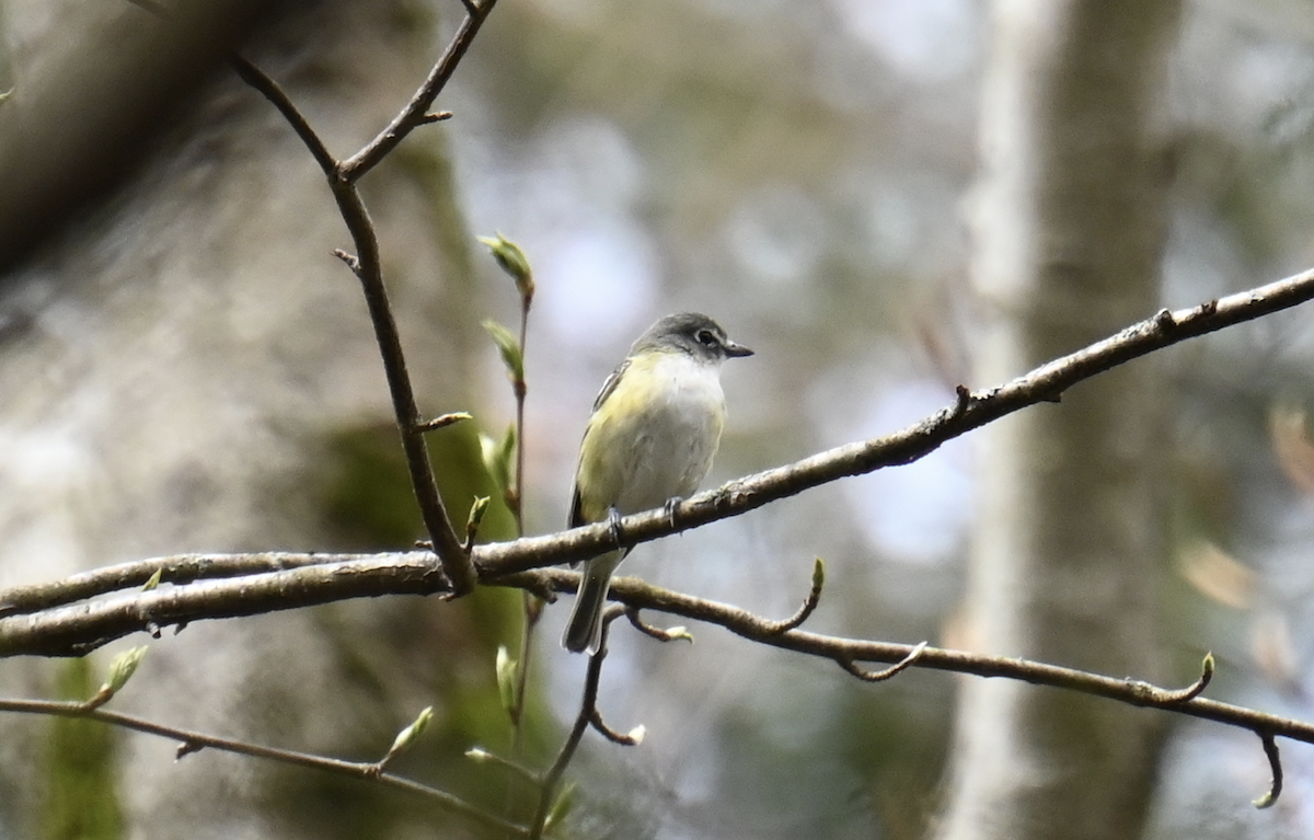 Blue-headed Vireo - ML618380485