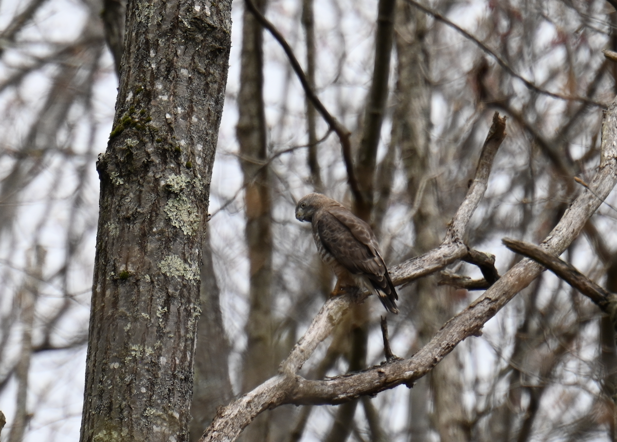 Accipitridae sp. (hawk sp.) - ML618380491