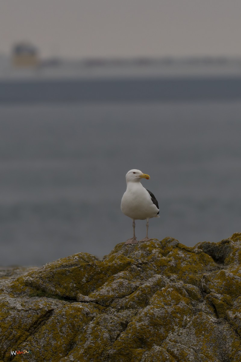 Great Black-backed Gull - Simon Robinson