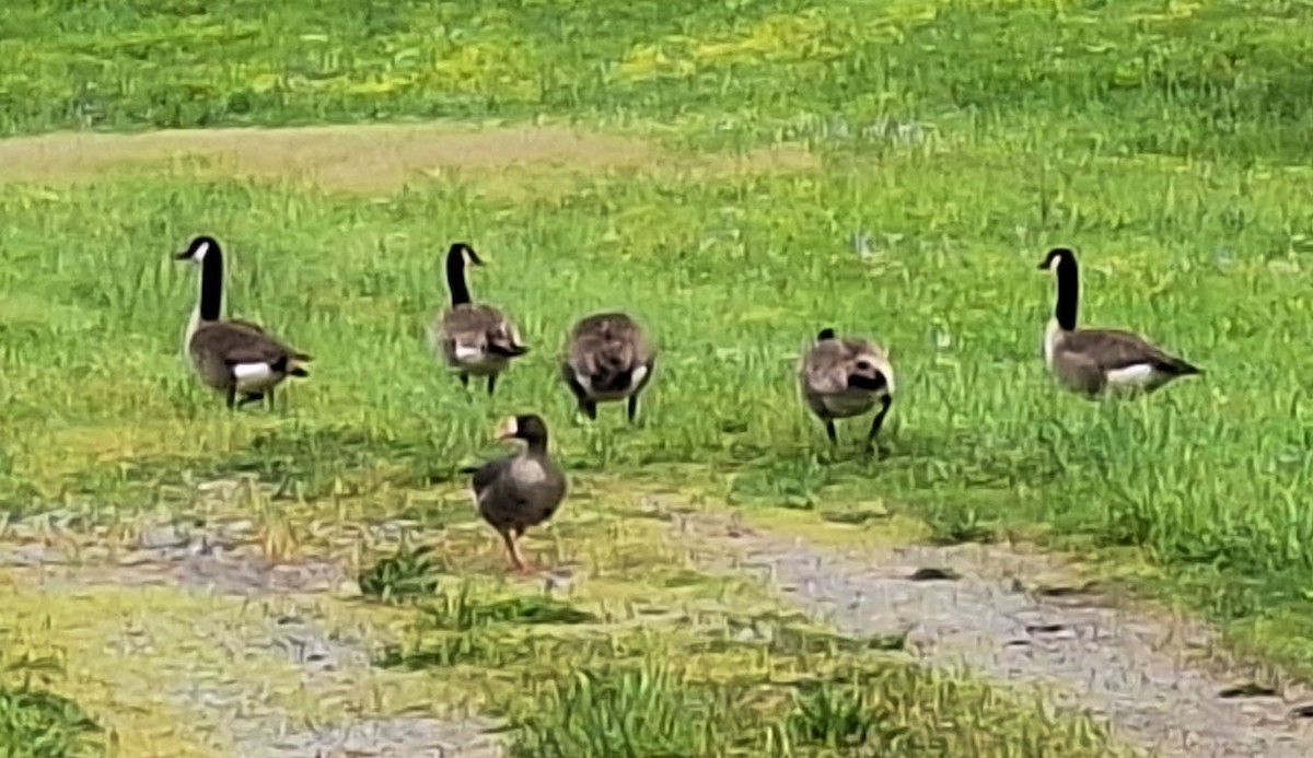 Greater White-fronted Goose - ML618380516