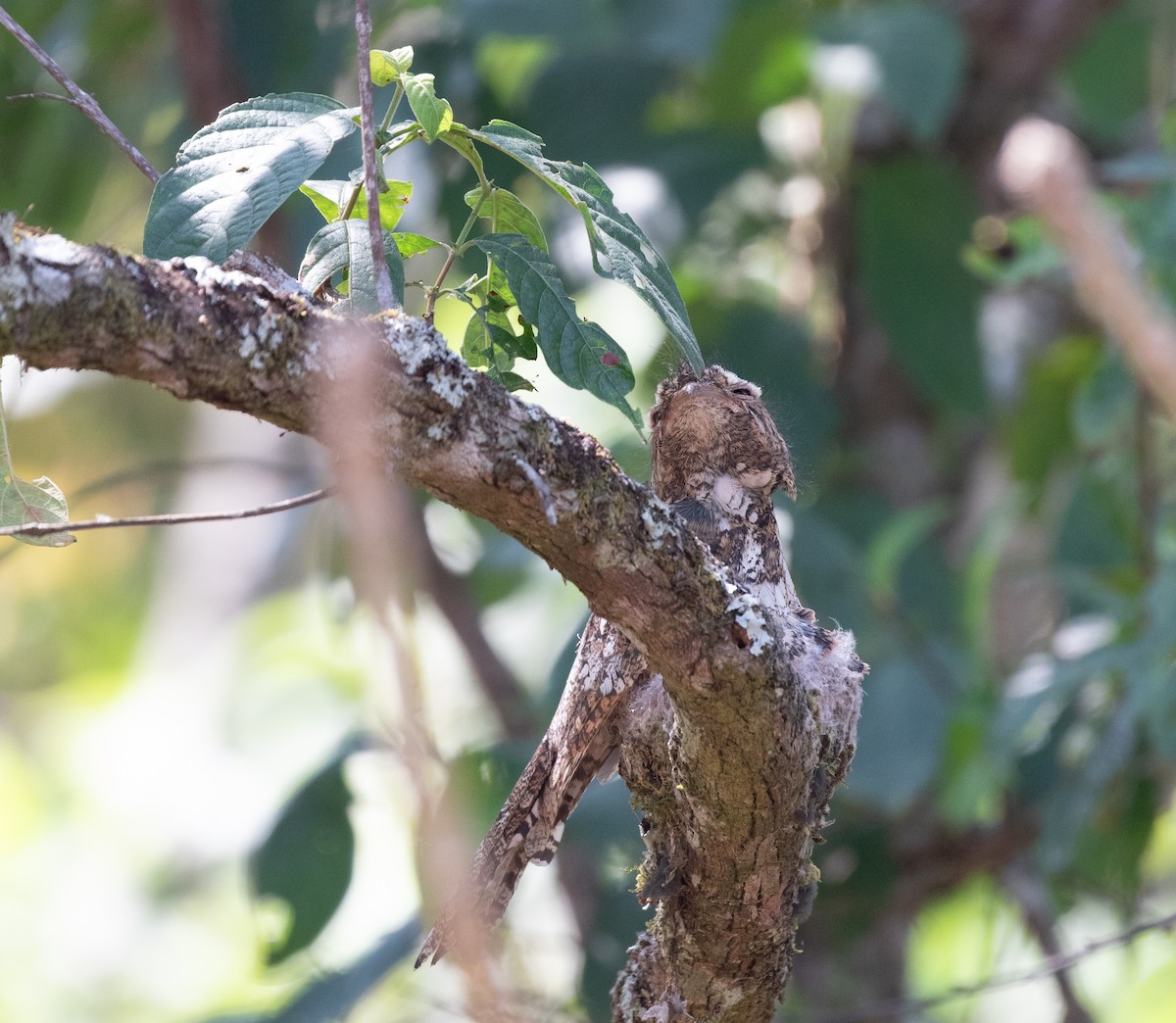 Hodgson's Frogmouth - ML618380521