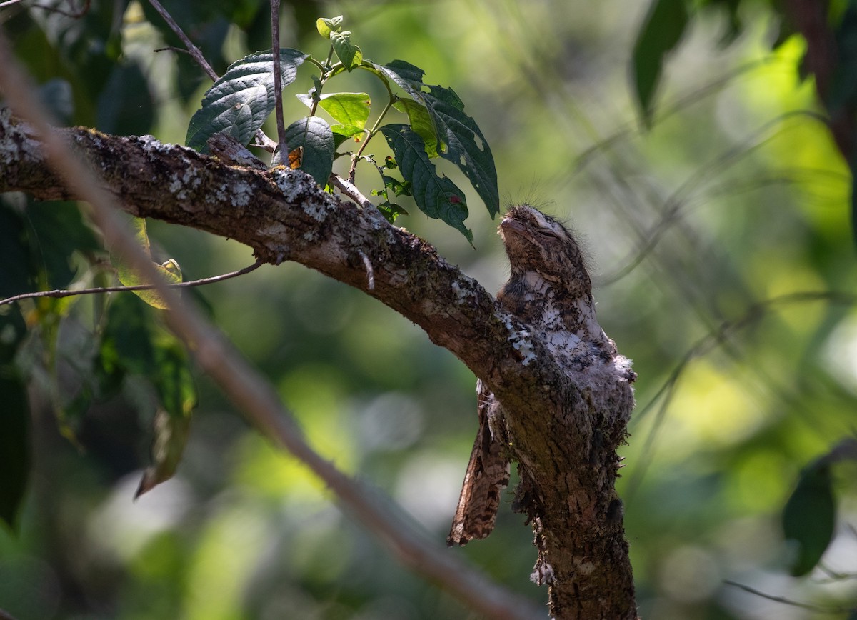 Hodgson's Frogmouth - ML618380525