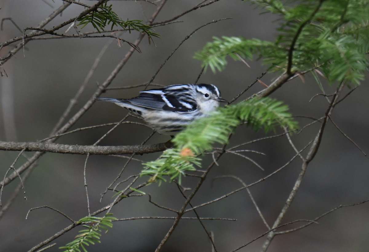 Black-and-white Warbler - Melissa Arasin