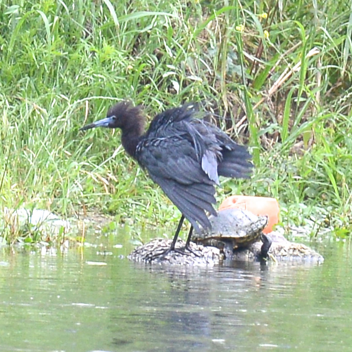 Little Blue Heron - T Reed