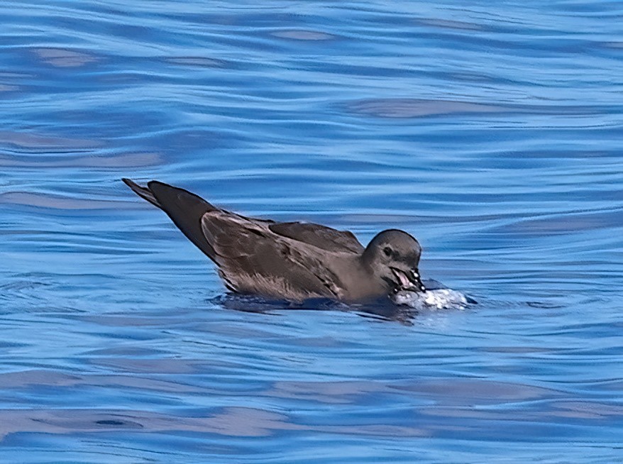 Bulwer's Petrel - ML618380622