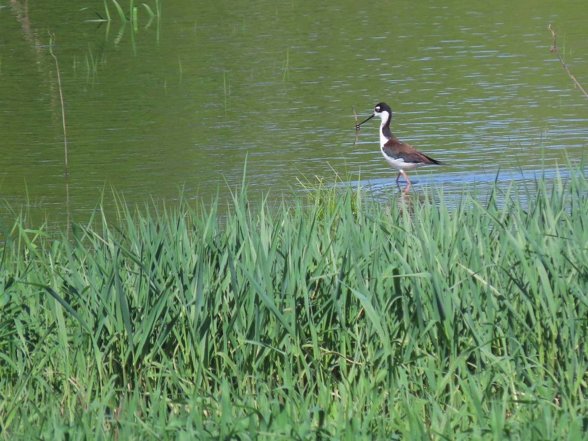 Black-necked Stilt - ML618380645