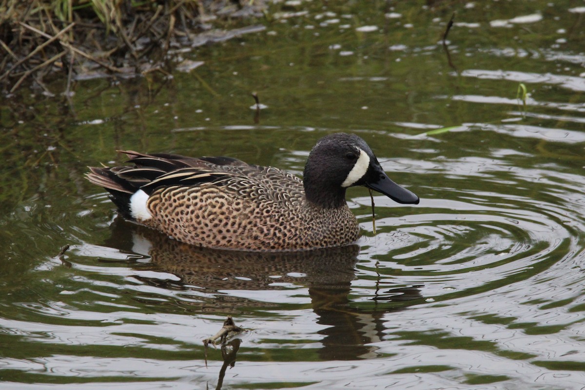 Blue-winged Teal - ML618380662