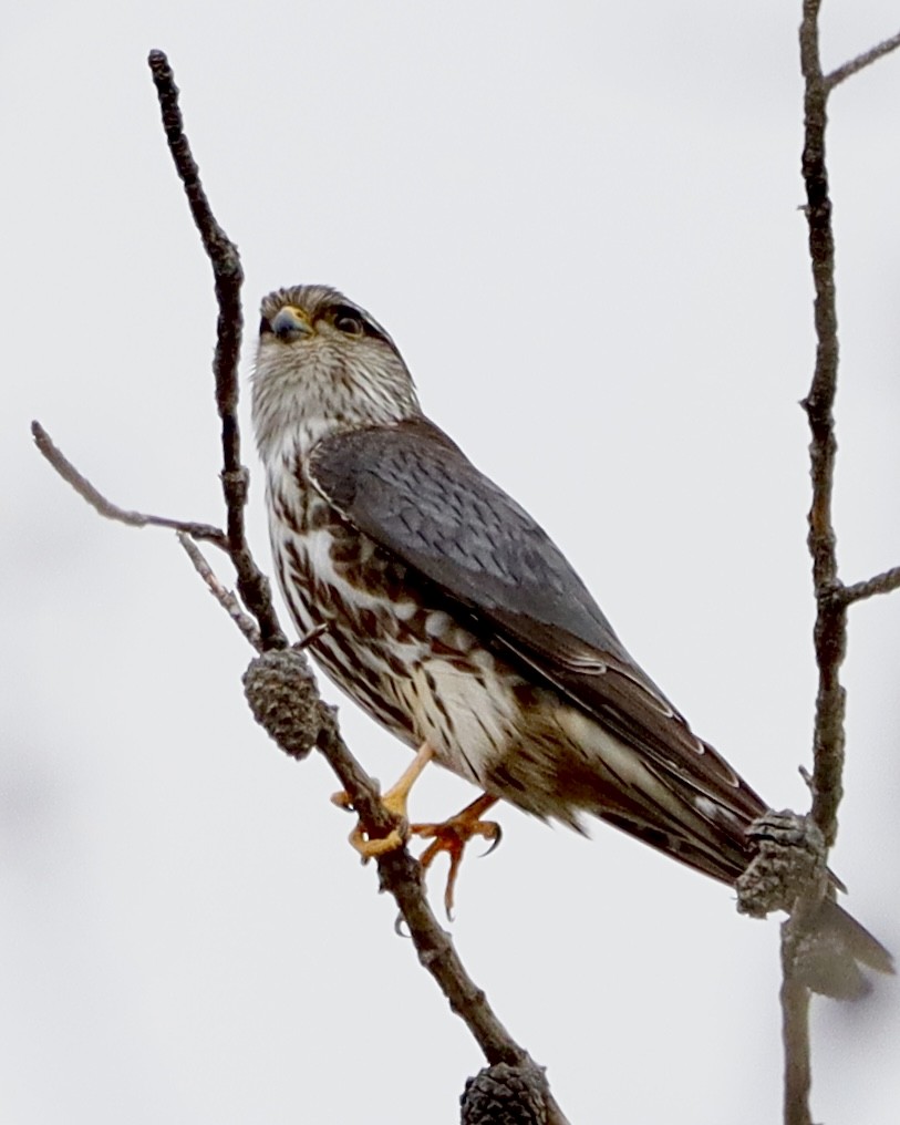 Merlin - Denise Chambers