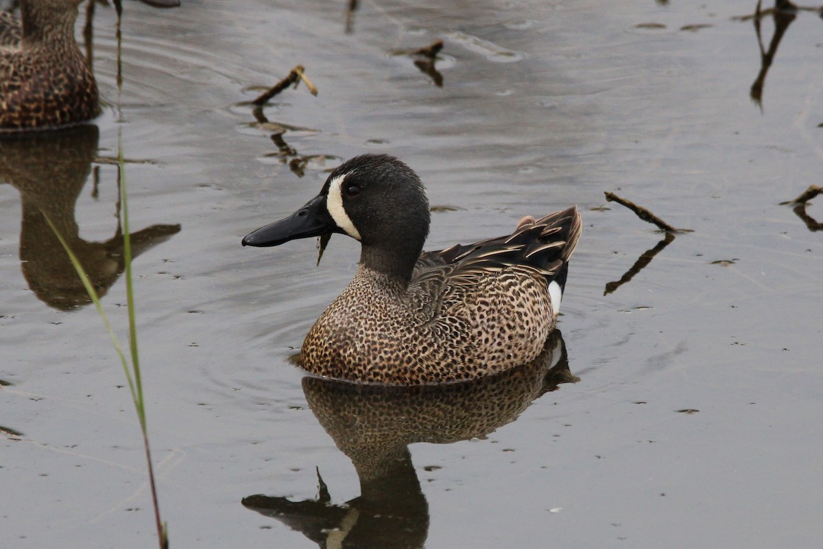 Blue-winged Teal - ML618380706