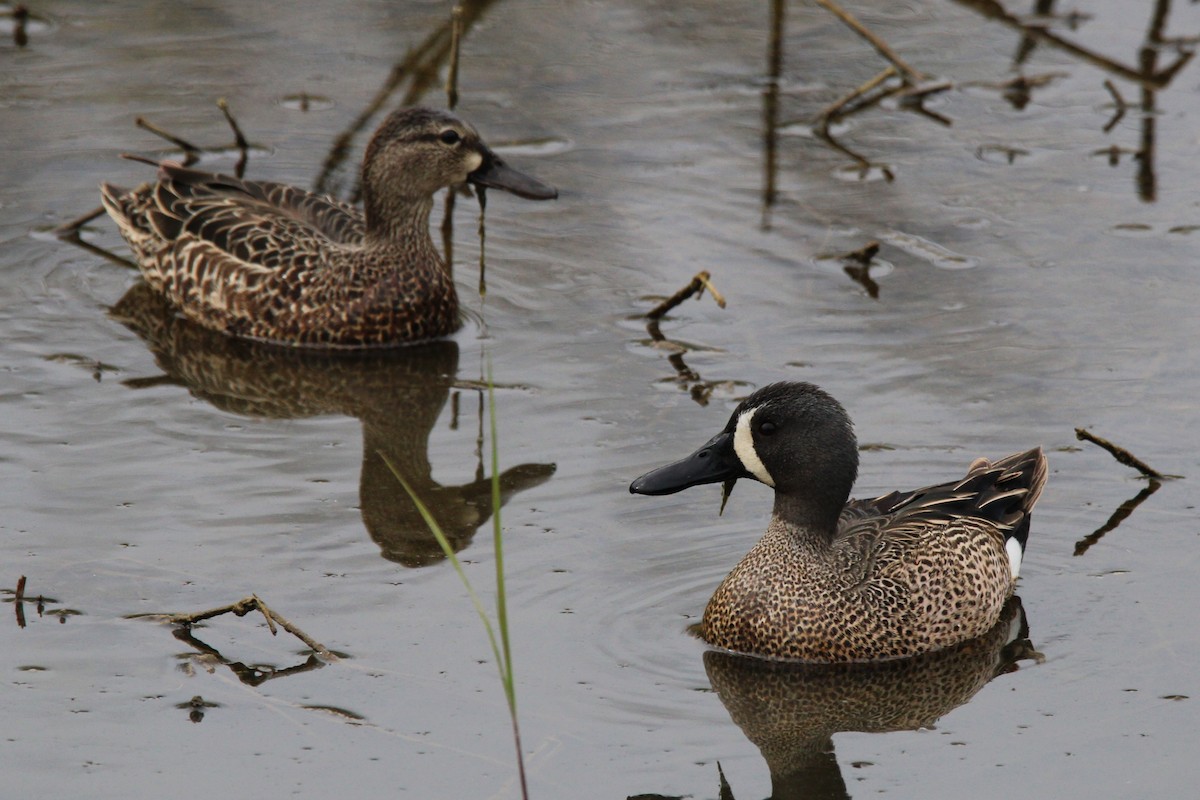 Blue-winged Teal - ML618380707