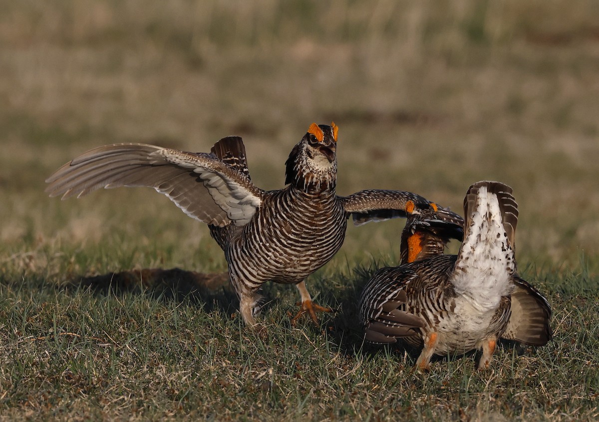 Greater Prairie-Chicken - Hal and Kirsten Snyder