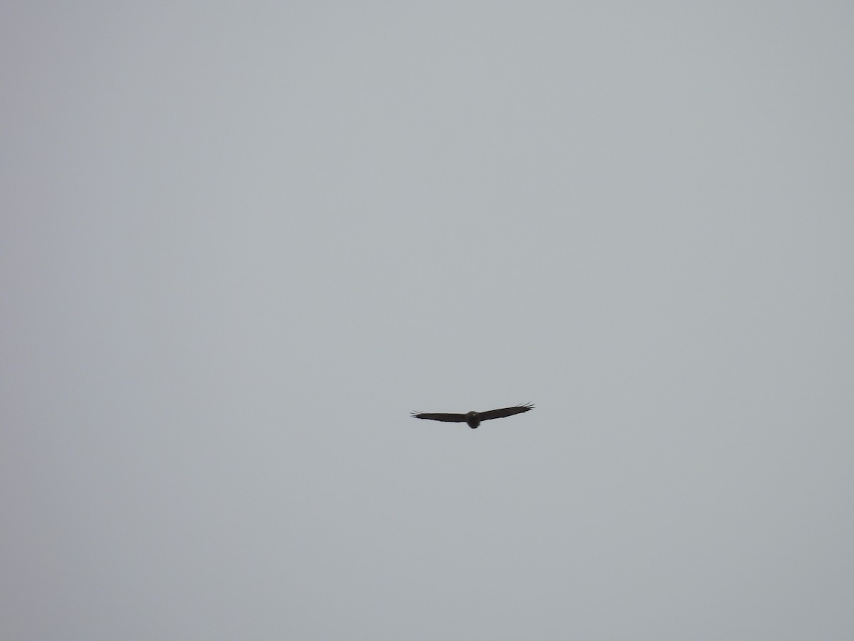 Buteo sp. - ML618380768