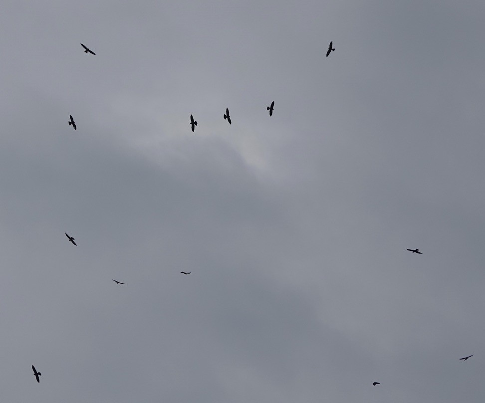 Mississippi Kite - ML618380775