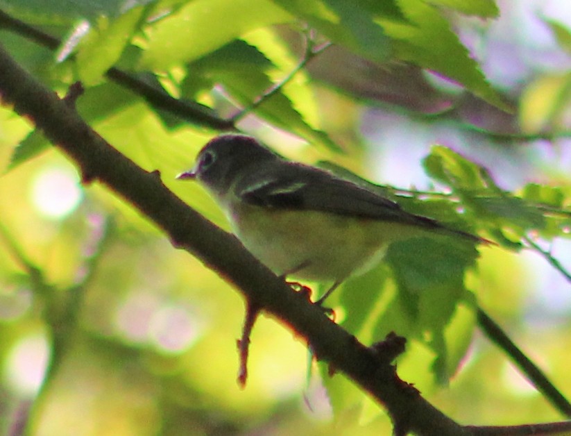 Vireo Solitario - ML618380798