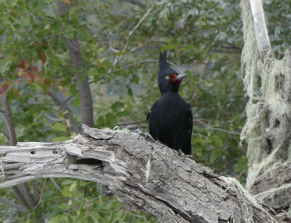 Magellanic Woodpecker - ML618380823