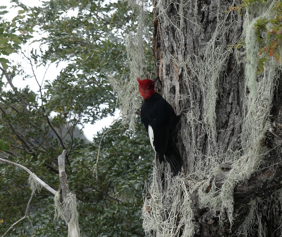 Magellanic Woodpecker - ML618380824