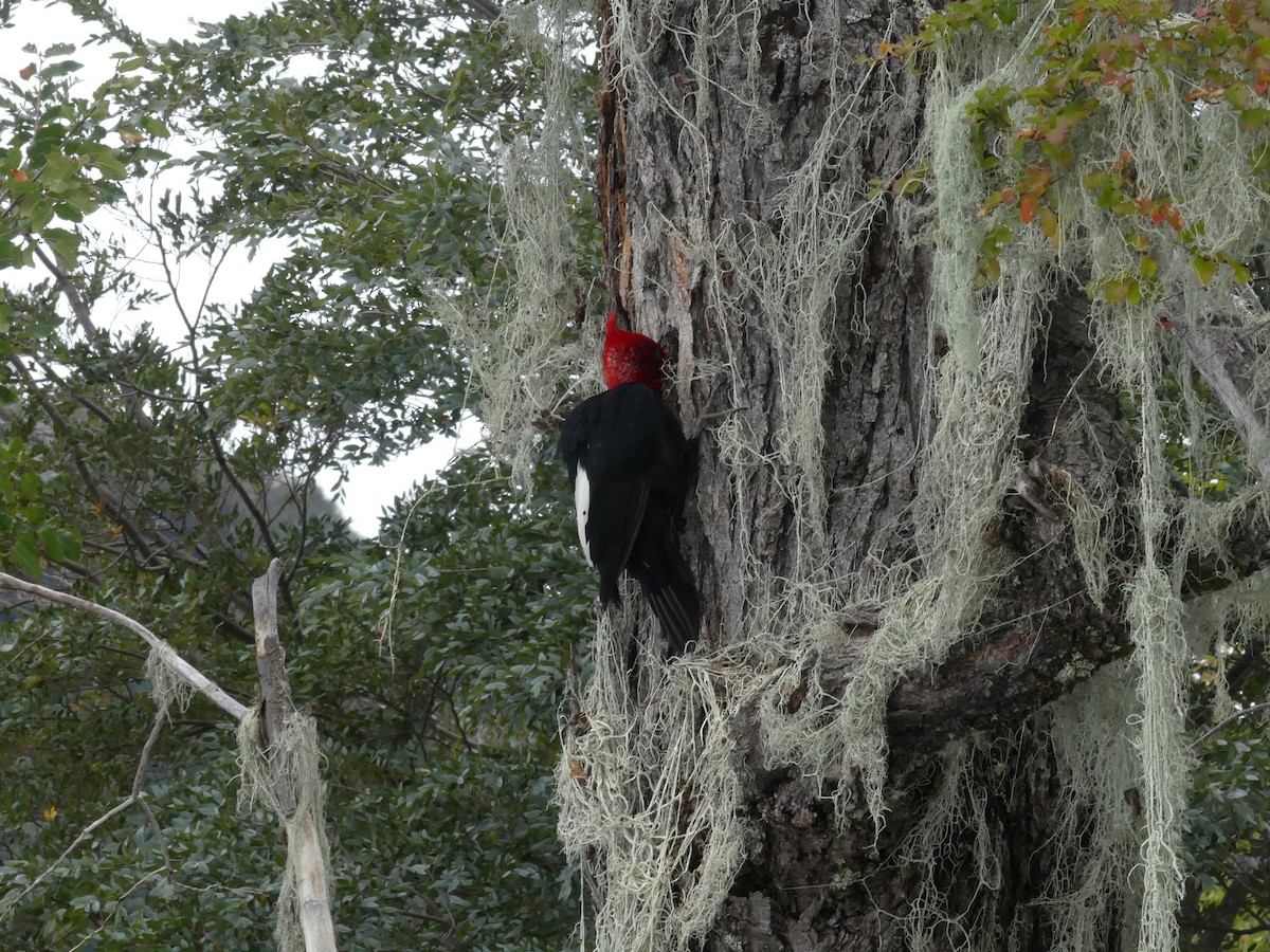 Magellanic Woodpecker - ML618380826