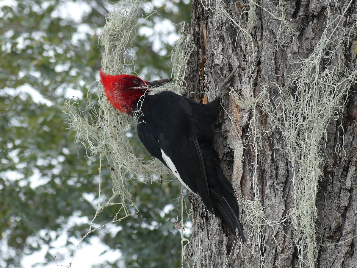 Magellanic Woodpecker - joaquin vial