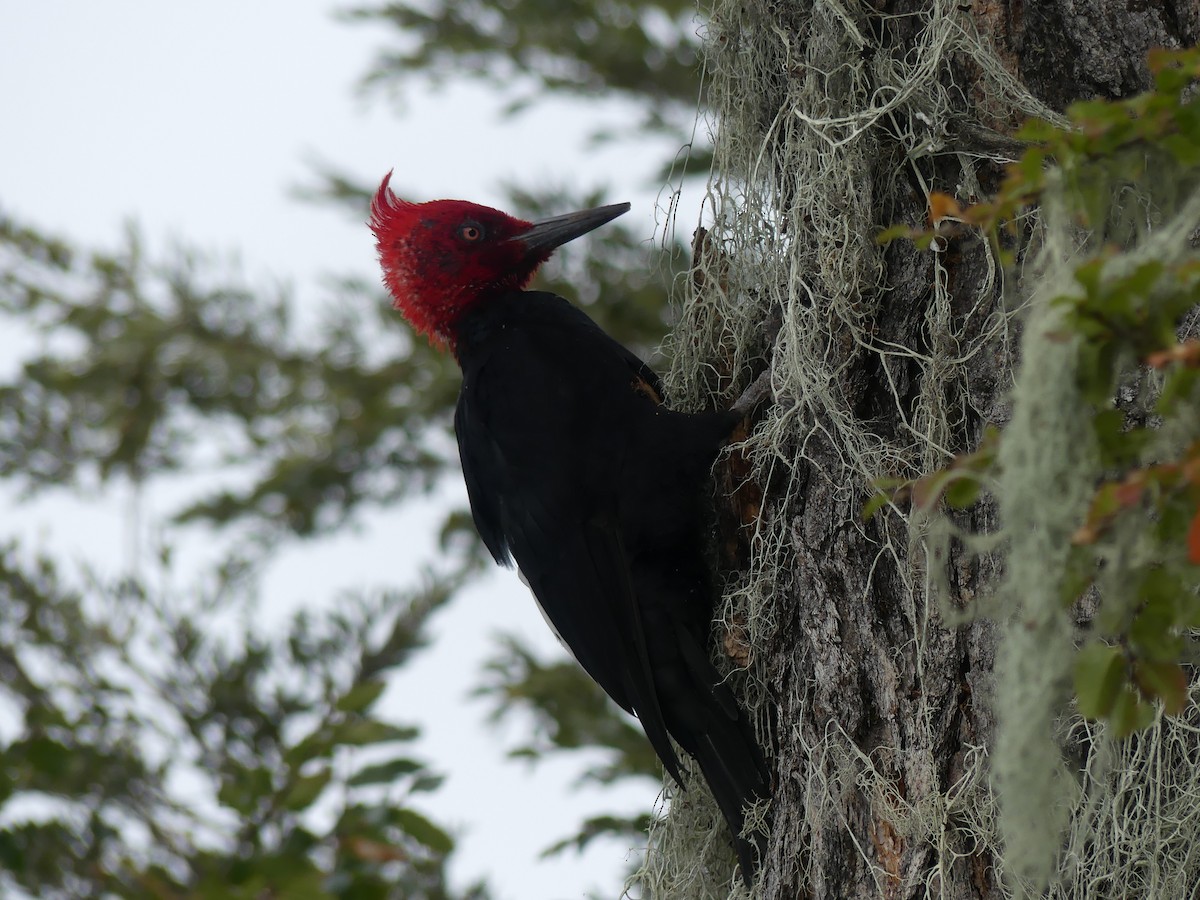 Magellanic Woodpecker - ML618380831