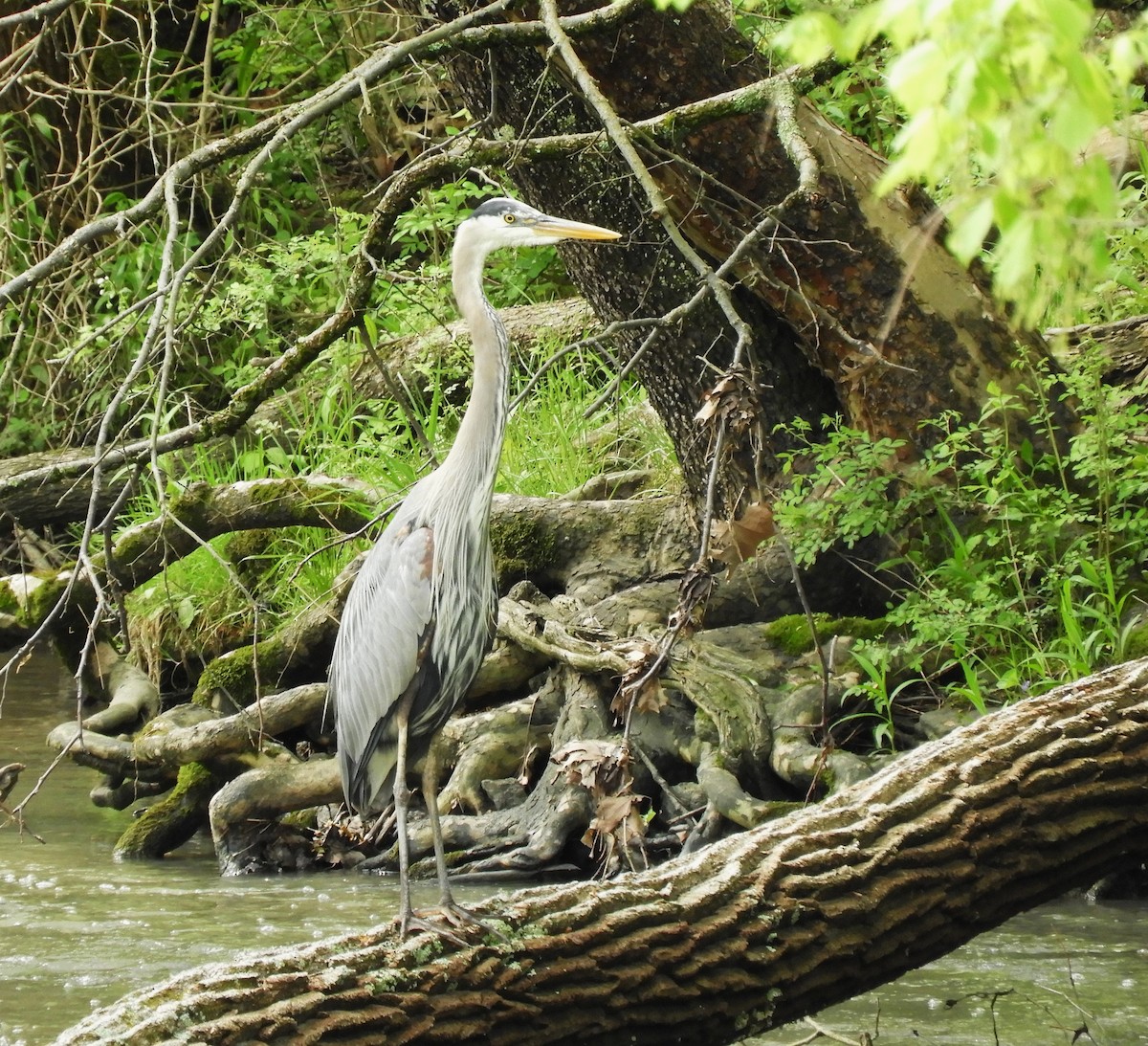 Great Blue Heron - ML618380834