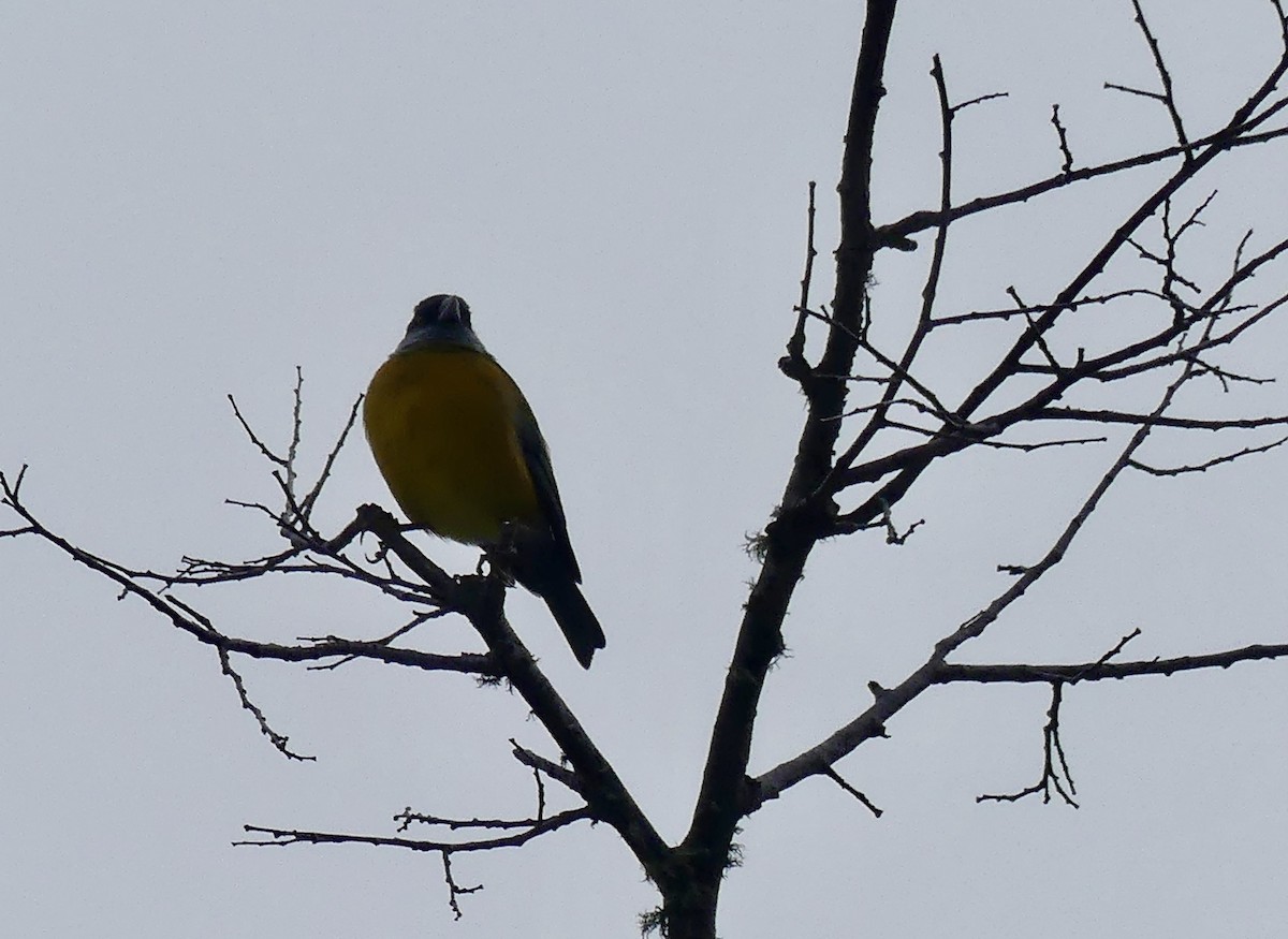 Patagonian Sierra Finch - ML618380842