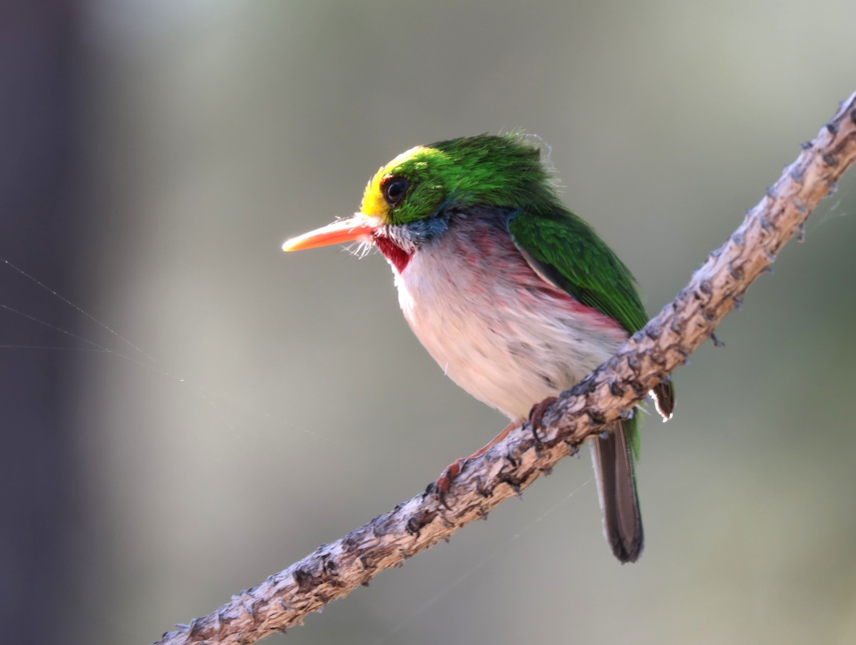 Cuban Tody - ML618380935