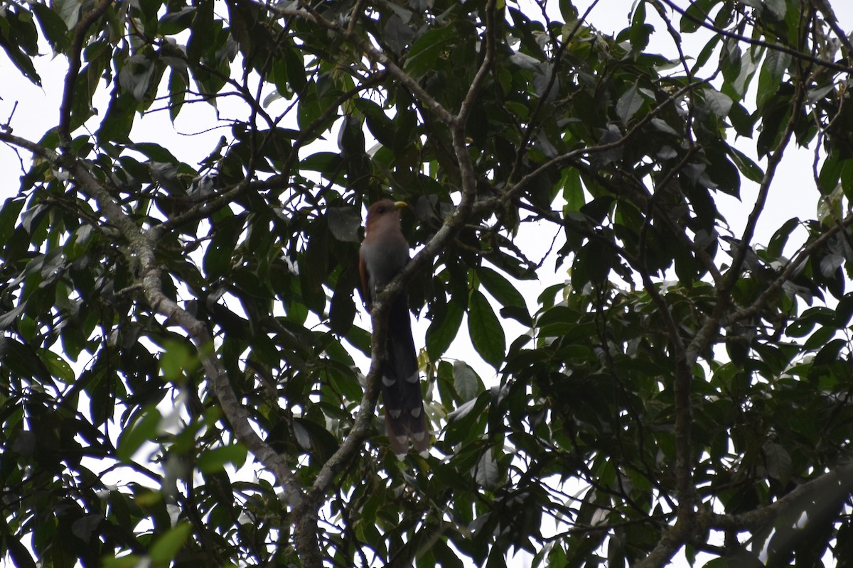 Squirrel Cuckoo (Amazonian) - ML618380948