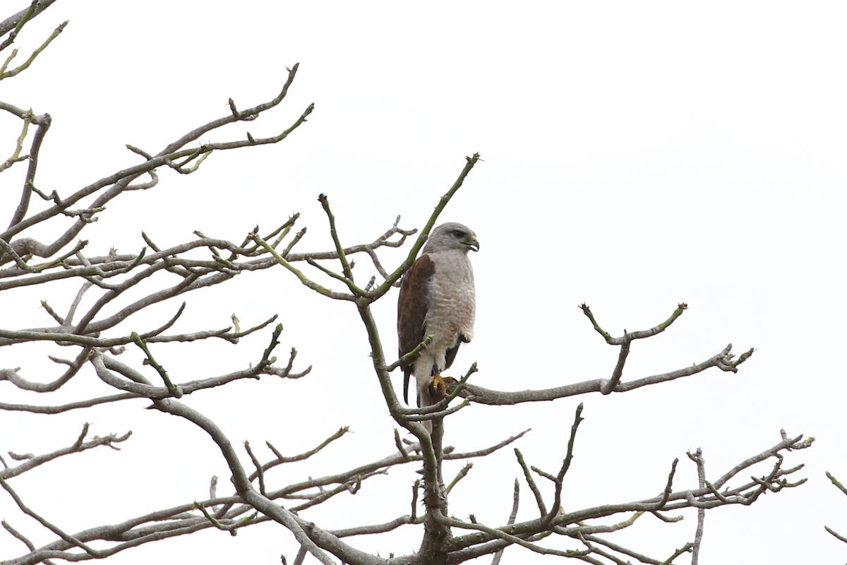 Haitibussard - ML618380951